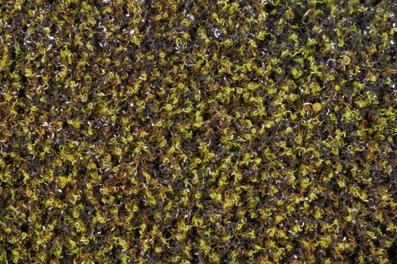 Amphidium lapponicum